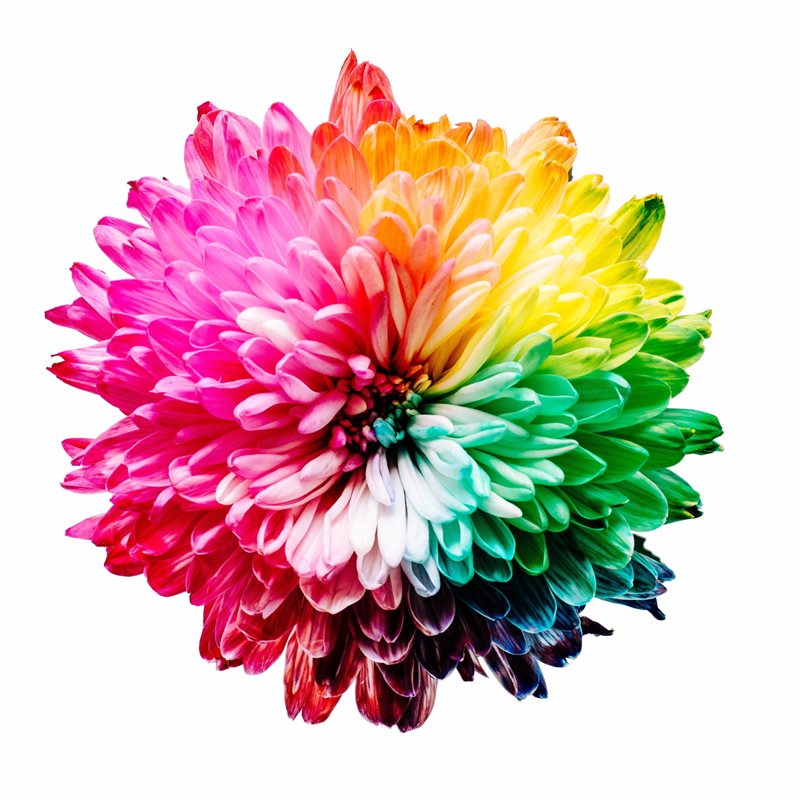Brightly colored flower art.